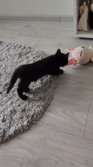 Black kitten encounters pink plush rabbit toy on rug