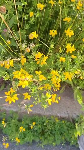 The video shows a close-up, handheld shot of a patch of yellow wildflowers in a sunny outdoor environment. The camera pans slowly upwards, revealing dense green foliage and thin, dry stalks interspersed among the flowers. Some of the flowers are in full bloom, while others appear to be buds or wilting. The background is slightly blurred, indicating a shallow depth of field, and hints of purple wildflowers and brown seed heads can be seen among the greenery. The overall impression is of a vibrant, natural setting.