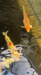 Three colorful koi fish spotted swimming in Thailand waters