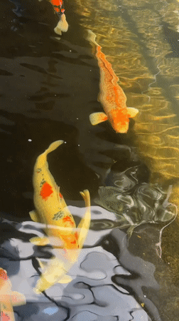 Three colorful koi fish spotted swimming in Thailand waters