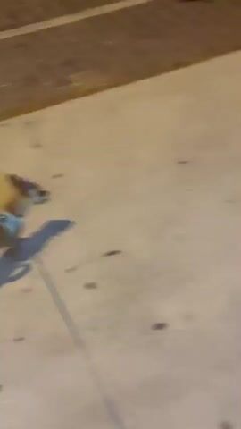 A small brown dog on a leash is being walked by a person on a sidewalk at night. The person is wearing black pants and bright yellow sneakers. They are pointing their finger towards the dog. The sidewalk is made of concrete with some reddish-colored paving stones. There are some dark spots on the concrete, possibly from rain or spills. The scene appears to be outdoors, with brick paving visible in the background. The lighting suggests it is nighttime, with artificial lights illuminating the area. The overall mood seems casual, with the person and dog enjoying a walk. There is no visible text in the media file.