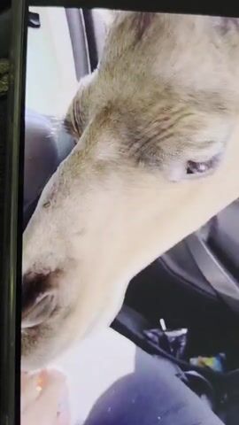 A camel's head is visible inside an open car window, looking into the vehicle. The camel has light brown fur with darker markings around its eyes and muzzle. A person's hand is seen holding and offering a small, yellowish food item, possibly a treat, to the camel. The camel is actively engaged, lowering its head and appearing to take the food from the person's hand. The interior of the car, including a dark headrest and part of the dashboard/door panel, is visible around the camel's head. The scene suggests a drive-through safari or animal park encounter, likely taking place during the daytime in bright conditions, possibly in or near Bremerhaven, Germany. No visible text is present.
