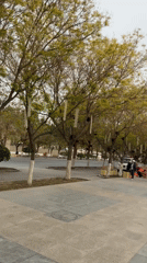 Morning pedestrians stroll tree-lined walkway in Dunhuang, China