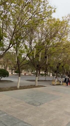 Morning pedestrians stroll tree-lined walkway in Dunhuang, China