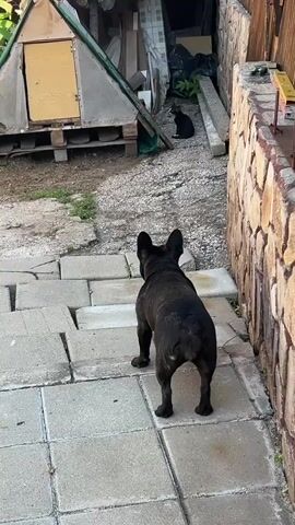 A French bulldog stands facing away from the camera in a yard. A cat is perched on the peak of a triangular structure in the background. The dog looks towards the cat, which is looking down.