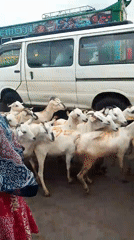 Goats cross busy Nairobi street during morning rush hour