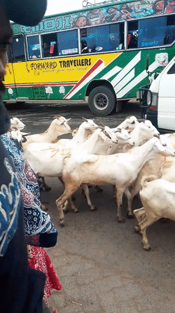 Goats cross busy Nairobi street during morning rush hour