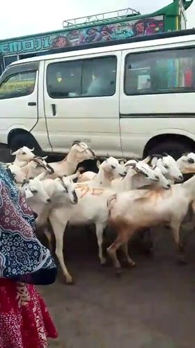 Goats cross busy Nairobi street during morning rush hour
