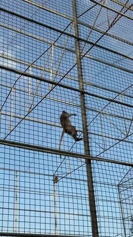 The video shows a monkey hanging upside down from a vertical pole inside a large enclosure with a wire mesh ceiling and walls. The sky is visible through the mesh. The monkey is light brown with darker fur on its limbs. Its tail hangs down, and it is holding something in its right hand. Another smaller, darker object is visible on a horizontal bar to the left of the monkey. Trees and foliage are visible below the enclosure. The video is comprised of short, still frames, indicating it is likely a GIF or a short, choppy video.