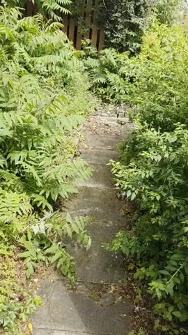 The video captures a slow, forward movement along a narrow, overgrown garden path. The path itself is constructed from uneven, light-colored flagstones or concrete slabs.

On both sides of the path, dense and lush green foliage dominates the scene. The vegetation primarily consists of tall, bush-like plants with large, pinnately compound leaves, possibly belonging to species like sumac or similar fast-growing shrubs. Interspersed among these are smaller plants and ferns growing closer to the ground. Around the 0:04 mark, a bush with small, bell-shaped, light-colored flowers, characteristic of fuchsia, is visible on the right side of the path.

In the background, a wooden fence is partially obscured by the thick greenery. Towards the end of the video, a glimpse of a sky with scattered clouds can be seen above the vegetation, along with what appears to be parts of distant buildings or rooftops. A structure, possibly a house or wall, covered in ivy or climbing plants, is visible on the left side of the path around 0:04-0:05.

The activity involves the camera steadily advancing along the path, providing a first-person perspective of walking through this verdant space. The time of day appears to be bright daytime, likely under an overcast or partly cloudy sky, as indicated by the diffused, soft lighting. The scene suggests an outdoor, possibly residential garden or a naturalized area within Cwmbrân, United Kingdom, consistent with the temperate vegetation shown. No people or visible text are present in the video.