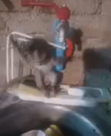 Pet macaque monkey plays with kitchen items in Thailand