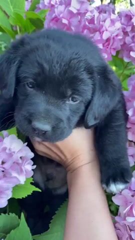 A close-up video shows a black puppy being held by a person's hand amongst pink hydrangeas. The puppy is looking down with its ears floppy.