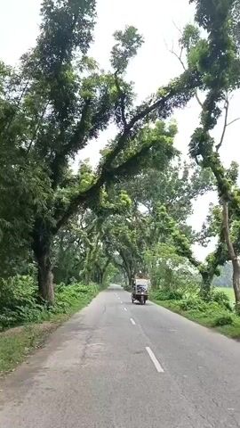 A paved road winds through a lush green landscape. Large trees with heavy branches covered in vines line both sides of the road, creating a canopy overhead. In the distance, an auto-rickshaw travels away from the camera. The sky is overcast.