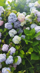 Morning garden tour captures blooming flowers in Mukachevo, Ukraine