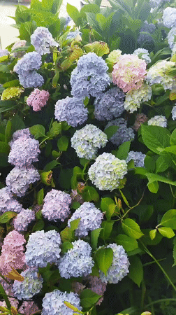 Morning garden tour captures blooming flowers in Mukachevo, Ukraine