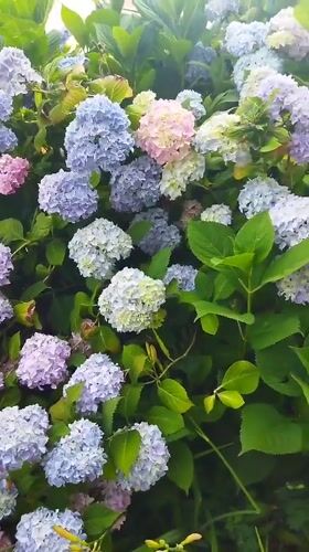 Morning garden tour captures blooming flowers in Mukachevo, Ukraine
