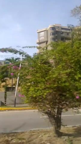 The video shows a moving shot of a street scene, likely from a vehicle. Trees and buildings line the right side of the road. In the foreground, a pedestrian crossing is visible. A yellow line marks the edge of the road. A large tree with a visible injury on its trunk is prominent. A fence and a mural with circular patterns are also seen. A red bus passes by. The sky is visible through the leaves of the trees.
