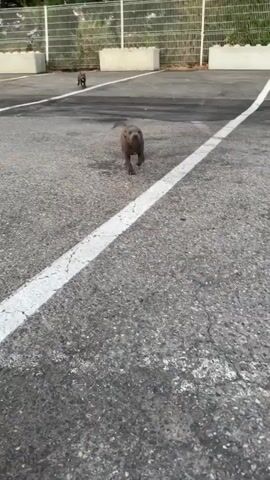 The video shows a person's feet wearing white slides walking on an asphalt surface. Two dark-colored puppies are present. One puppy is in the foreground, interacting with the person's hand and foot, appearing to gently nip at the foot. The other puppy is in the background, walking away from the camera. The environment appears to be an outdoor paved area, possibly a parking lot, with a white line painted on the asphalt.