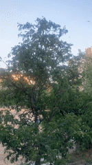 Birds over treetops and a garden bed in Kaniv