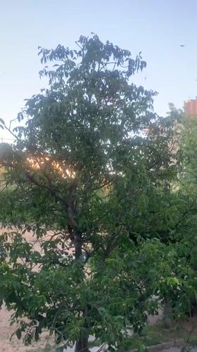 Birds over treetops and a garden bed in Kaniv