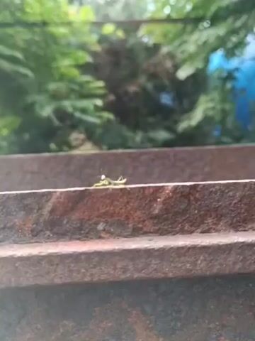 The video shows a close-up, blurry shot of a small green insect, possibly a praying mantis nymph, standing on a rusty metal surface. The background is out of focus, with green foliage and a hint of blue visible. The insect remains stationary for the duration of the clip.