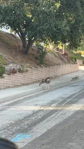 A deer with white markings on its tail is grazing near the curb on a paved street that slopes uphill. Behind the deer, a concrete retaining wall made of stacked blocks separates the street from a grassy, tree-covered hillside. The deer is facing away from the camera, and its head is lowered towards the ground. Sunlight illuminates the scene from the right.