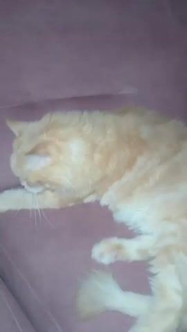 A ginger cat is sleeping on a dark purple couch. The cat is curled up with its head resting on its paws. The camera is focused on the cat's face, which is partially obscured by its paws. The lighting is dim, and the background is out of focus.
