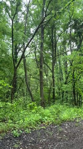 The camera slowly moves upwards, revealing a narrow dirt road winding through a dense, lush forest. The trees on both sides of the road are tall and green, creating a canopy that partially obscures the sky. The ground is covered in green vegetation and damp leaves. The day appears overcast. No people, objects, or actions other than the camera movement are visible.