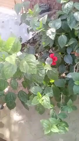 The video shows a view of a backyard with green vegetation and trees. There is a brick wall partially visible on the left side of the frame. The camera pans up towards the sky, showing the sunlight shining through the leaves and branches of the trees. As the camera moves, it focuses on some pomegranates growing on the branches.