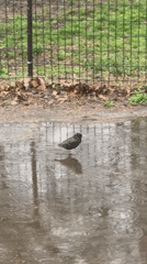 Spring wildlife activity observed in New York park