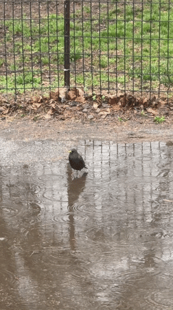 Spring wildlife activity observed in New York park