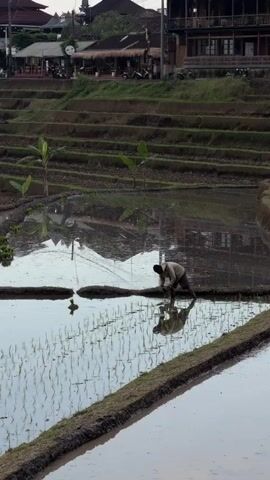 A farmer is tending to a flooded rice paddy. The farmer is bent over, working in the shallow water. The rice paddy is terraced, with several levels visible. In the background, there are buildings and trees. The sky is overcast. The water reflects the sky and the surrounding landscape.