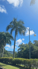 Scooters navigate palm-lined street under clear skies