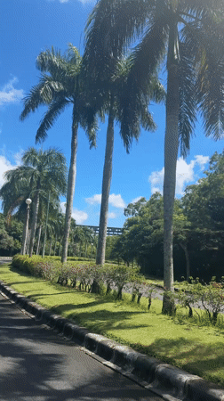 Scooters navigate palm-lined street under clear skies