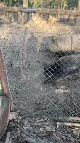 The video shows two pigs in a muddy enclosure surrounded by a chain-link fence. One pig is mostly black, while the other is lighter and covered in mud. The pigs are moving around in the mud. The enclosure has a rusty metal barrel lying on its side near the fence. Trees are visible in the background.