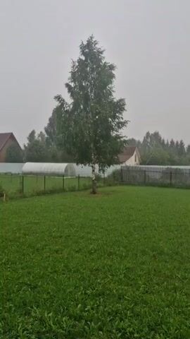 A lone birch tree stands in the center of a mowed green lawn. A fence surrounds the lawn, and a greenhouse is visible behind the fence to the left. A house with a white-pitched roof and a fence are visible in the background to the right. The sky is overcast and appears to be foggy or rainy. The image is a still frame from a video, with a timestamp overlayed in the top left corner.