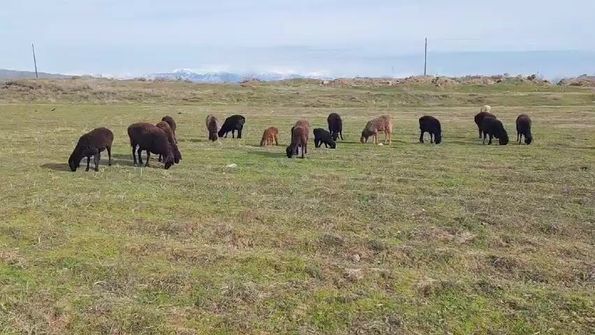 A field contains a herd of sheep grazing on grass. Most of the sheep are black, but there are a few brown and tan sheep too, including a few lambs. In the distance, a range of snow-capped mountains can be seen against a light blue sky. In the background, there are also a couple of utility poles and a rusty cylindrical structure.