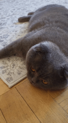 Gray Scottish Fold cat observed playing and resting indoors