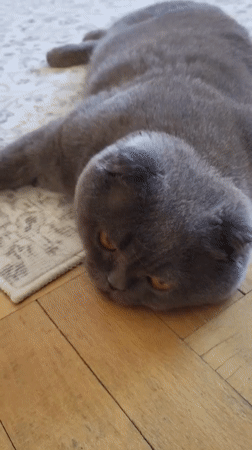 Gray Scottish Fold cat observed playing and resting indoors