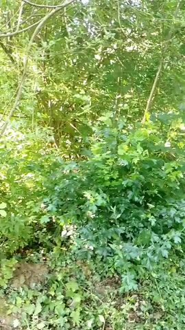 The media file depicts a view of a dense forest or wooded area. The scene is dominated by lush green foliage, with sunlight filtering through the leaves, suggesting a bright, daytime setting. Various trees and undergrowth are visible, creating a natural and somewhat wild environment. There are no people or identifiable objects present, only the natural landscape. The camera appears to be moving through the woods, offering a sense of exploration or a walk. The overall mood is serene and natural, bathed in the warm light of the sun. The location is identified as Berezynka, Ukraine. No visible text is present in the media file.