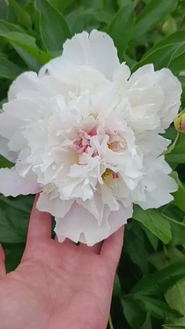 A hand is shown holding a large white peony flower. The flower is in full bloom with ruffled petals. The hand is light-skinned and positioned below the flower, supporting its weight. The background consists of blurred green foliage, likely the leaves of the peony plant and other surrounding greenery. The lighting is natural, suggesting an outdoor setting. There are no other people or significant objects visible in the frame.