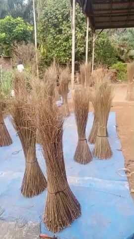 The video shows a collection of broom heads, likely made from dried grass or reeds, arranged on a blue tarp outdoors. The broom heads are bundled together with black ties, with their stems forming a cone shape at the bottom and the bristles fanning out at the top. They are arranged in rows, with some in the foreground and more in the background, suggesting a quantity being prepared for sale or use. In the background, there is a shed-like structure with a metal roof, and lush green foliage, indicating a rural or tropical environment. A person, partially visible, is standing in the background, seemingly observing or working with the brooms. The lighting suggests it is daytime.