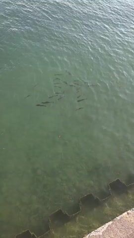 A high-angle shot looks down on a school of fish swimming in clear, greenish water. The fish are dark in color and appear to be of similar size. They are swimming in a loose formation, with some fish spread out and others closer together. The water is calm, with only slight ripples on the surface. In the foreground, the edge of a concrete structure with a stepped pattern is visible, suggesting the water is a harbor, dock, or canal. The sunlight penetrates the water, allowing the bottom to be faintly seen in some areas, with small rocks and debris visible. A single reddish-brown leaf or piece of debris floats in the water amongst the fish.