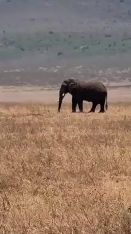 The video depicts an elephant walking in a grassy field.  The elephant is dark gray and has tusks. It is walking away from the camera in a field of dry, tan grass.  In the background, there is a low-lying hill with some green vegetation.  The sky is pale and overcast.