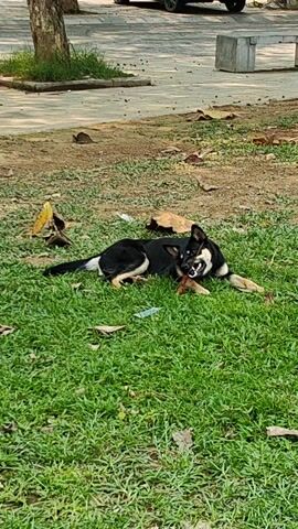 The video shows a medium-sized dog lying on a patch of green grass. The dog is black with tan markings on its face and legs. It is chewing on something that appears to be a bone or a stick. The dog is lying down and appears relaxed. There are some fallen leaves scattered on the grass around the dog. In the background, there is a tree, a paved area with a bench, and a car parked in the distance. The scene appears to be a park or other outdoor area. The lighting suggests it is daytime.