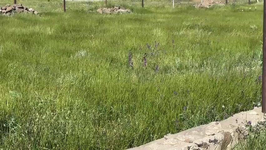The video shows a field of green grass with some purple flowers mixed in. The grass is being blown by the wind. In the background, there is a fence and some rocks. In the foreground, there is a stone wall. The video is shot from a stationary position.