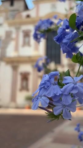 This media file captures a serene street scene in Trento, Italy, with a prominent church serving as the backdrop. In the foreground, delicate blue flowers are in sharp focus, their petals gently unfurling. The church, with its classical architecture, features a grand wooden door, ornate columns, and arched windows. Several people are visible in the mid-ground, including a man walking with a briefcase, a woman, and a person on a bicycle. The presence of these individuals suggests a normal day with people going about their activities.

The scene appears to be set during daylight, with the sun casting shadows, implying it could be late morning or afternoon. The sky is a soft blue, and the overall atmosphere is peaceful and idyllic. The cobblestone pavement further enhances the old-world charm of the location. The image evokes a sense of tranquility and the beauty of everyday life unfolding in a historic Italian town. A traffic sign, partially obscured by flowers, is visible, indicating it's a public street. There's also a small tree in a planter to the left of the church entrance. The inscription "IHS" is visible above the church's main entrance, a common abbreviation for "Jesus" in Christian iconography.