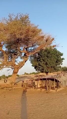 The video shows a rural African landscape. In the initial shot, a child stands in front of a small, wooden shack with a corrugated metal roof. Behind the shack are two trees, one bare and the other lush with green leaves. The camera pans to reveal a brick wall surrounding a field with rows of raised beds. The sky is clear and blue. Throughout the video, the camera moves slightly, focusing on different elements of the scene.