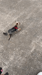 Yorkshire Terrier and tabby cat share a morning in Tryokhgorny