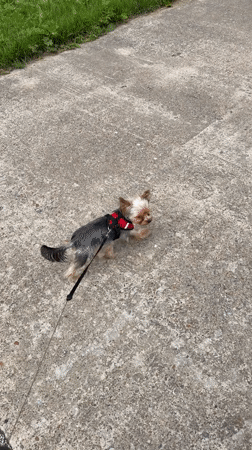 Yorkshire Terrier and tabby cat share a morning in Tryokhgorny